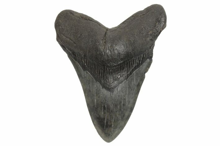 Fossil Megalodon Tooth - South Carolina #214719